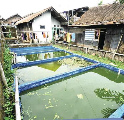 Cara Membuat Kolam Beton Ikan Gurame