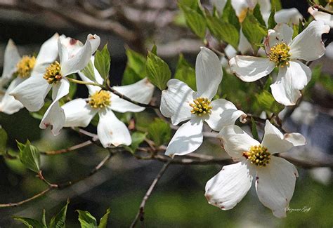 Dogwoods In Bloom Photograph By Suzanne Gaff Fine Art America