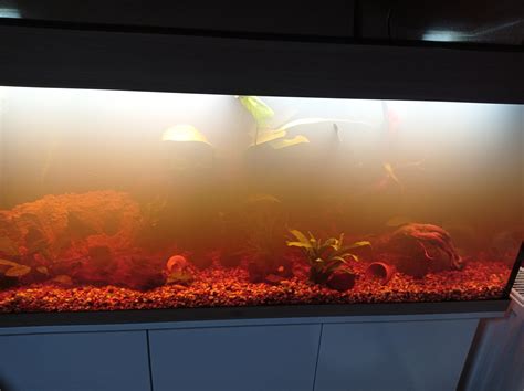 Hello I Need Help With My Newly Set Up Aquarium Details In The