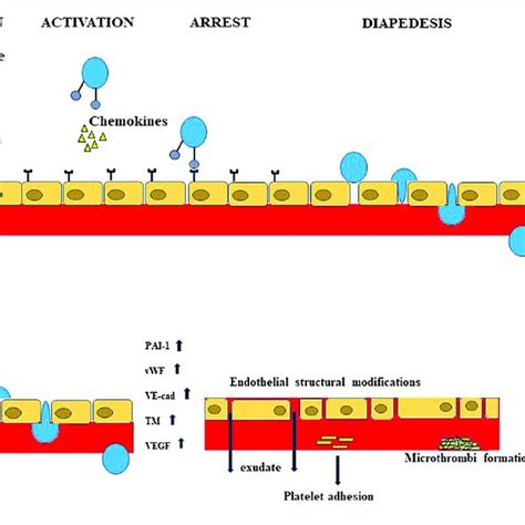 | Inflammation of the endothelium is involved in MetS and subsequent ...