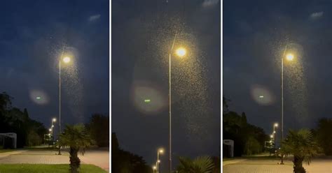 El impactante video de la tercera invasión de mosquitos que llegó a La