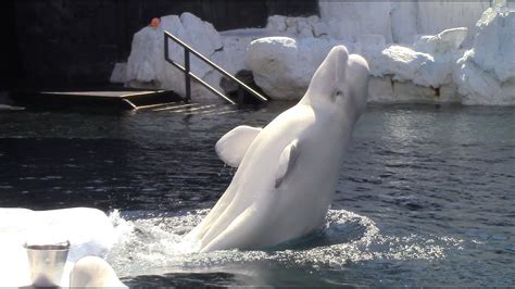 Beluga Care And Conservation Inside Look At Seaworld San Diego 91618 Youtube