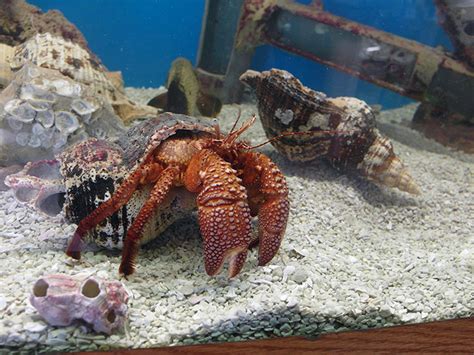 Giant Hermit Crab