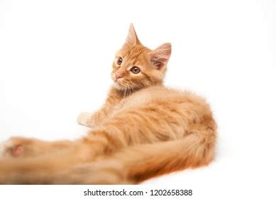 Ginger Cat Lying Down Isolated On Stock Photo Shutterstock