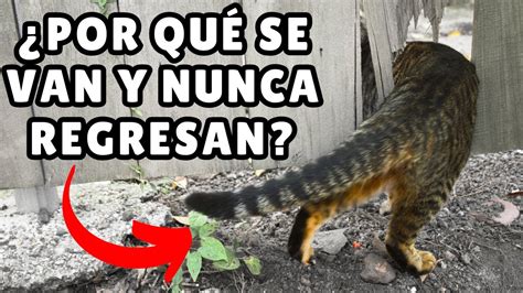 ¿por Qué Los Gatos Se Van Y No Vuelven ️ Cómo Evitar Que Se Vaya Youtube