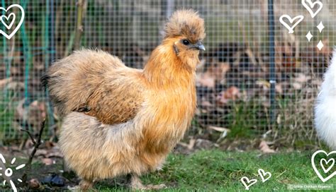 Partridge Silkie Chicken Exploring This Popular Colour Silkie