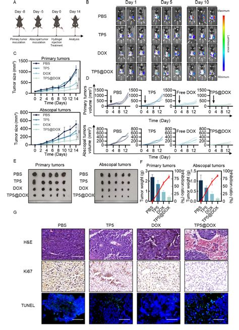 Figure 1 From Carrier Free Delivery Of Thymopentin Regulated Injectable