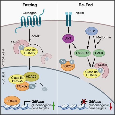 Class Iia Histone Deacetylases Are Hormone Activated Regulators Of Foxo