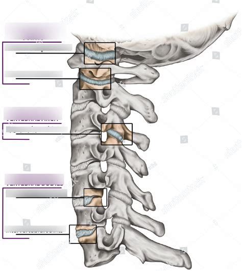 Joints Of Vertebral Column Diagram Quizlet