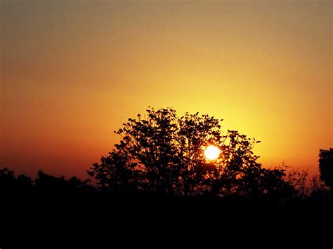 無料画像 木 自然 地平線 雲 日の出 日没 フィールド 太陽光 夜明け 雰囲気 夕暮れ イブニング 残光 大気