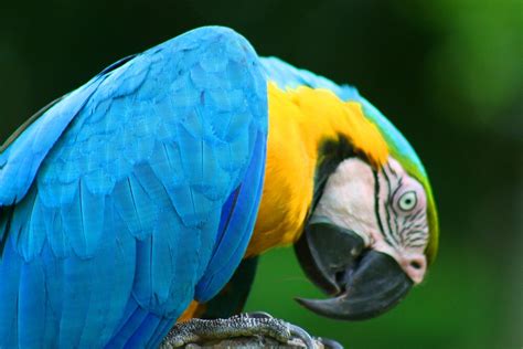 "Macaw - Amazon Rainforest" by David McGilchrist | Redbubble