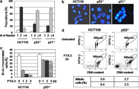 Deficient Cells Reduplicate And Enter Mitosis After Pectenotoxin