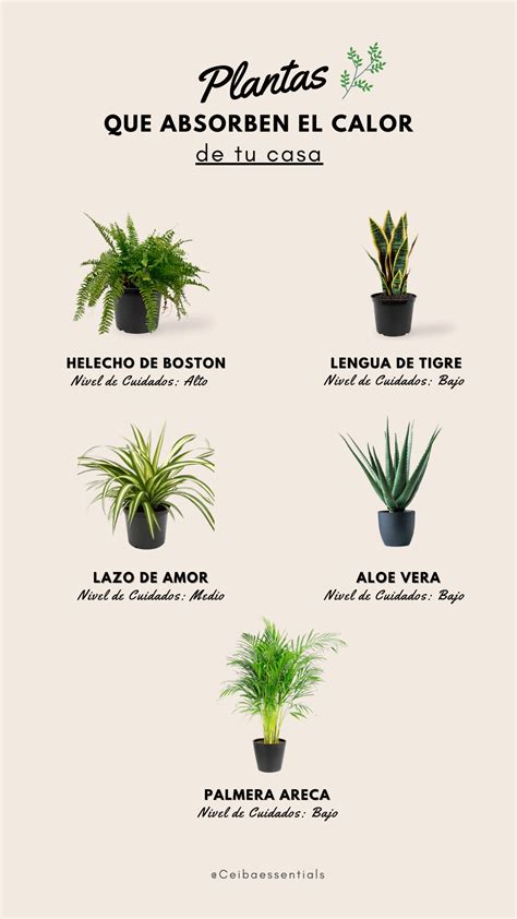 Plantas Que Absorben El Calor Absorber Bedroom Man Ikebana Aloe