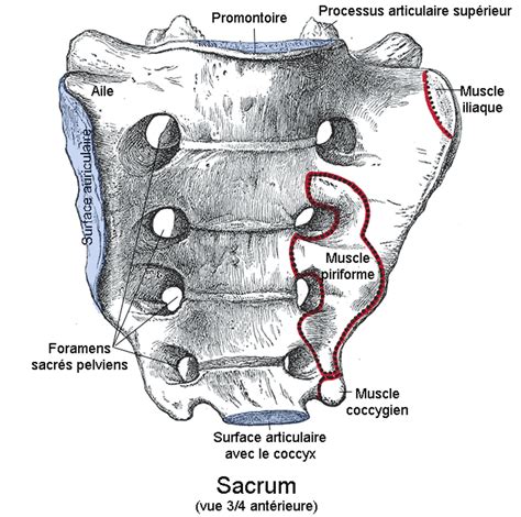 Intergluteal Cleft Anatomy