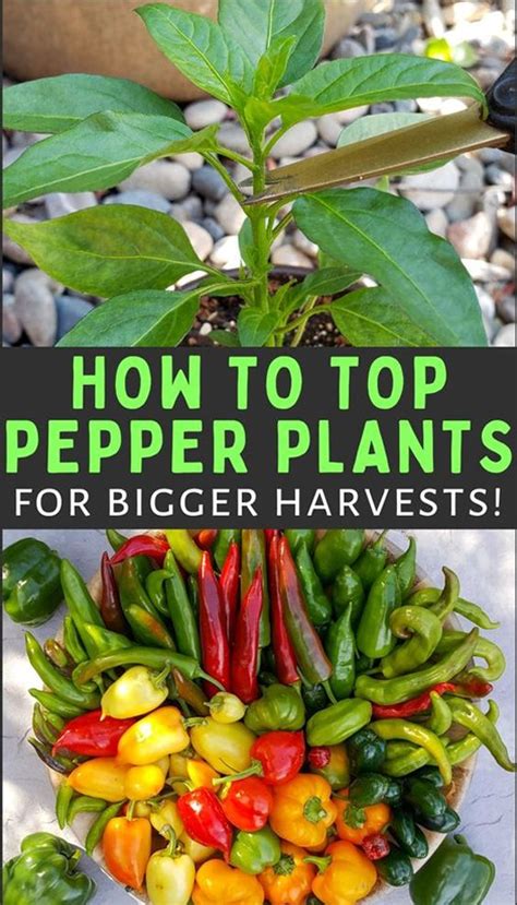 Topping Pepper Plants And Pinching Flowers For Better Harvests In