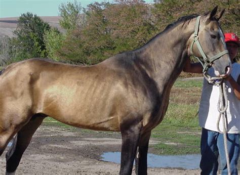 Nez Perce Horse - Alchetron, The Free Social Encyclopedia