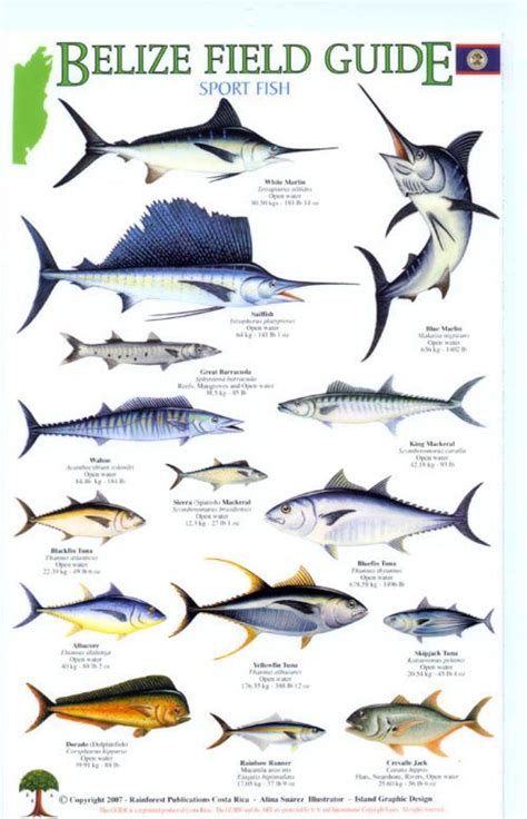 Warmwater Gamefish Poster Identification Chart Artofit