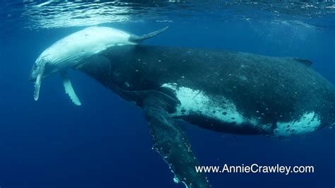 Humpback Whale Mom and Baby - YouTube