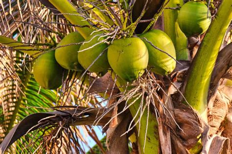 Heres How Tall Coconut Trees Actually Grow Tree Journey