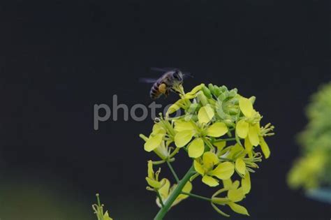 花の蜜や花粉を集める みつばち No 22544385｜写真素材なら「写真ac」無料（フリー）ダウンロードok