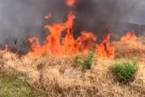 Kebakaran Gunung Lawu Hingga Kabupaten Karanganyar Jateng