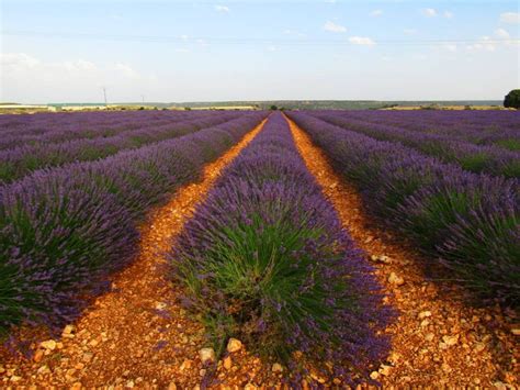 Visita A Los Campos De Lavanda De Brihuega En Guadalajara Marycaves