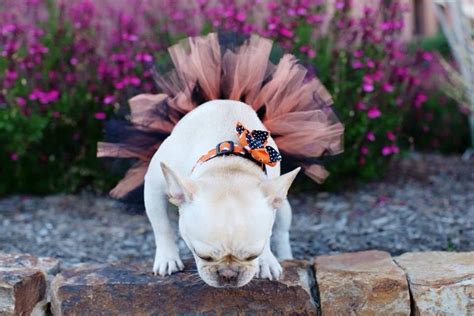 Halloween Dog Tutu: Orange & Black Dog Tutu Small, Medium, Large, or XL ...