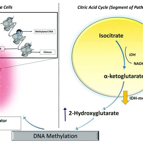 Relationship Of IDH Mutations To Levels Of 2HG An Oncometabolite And