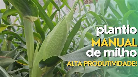 Plantio Manual De Milho Para Alta Produtividade Ep122 Youtube