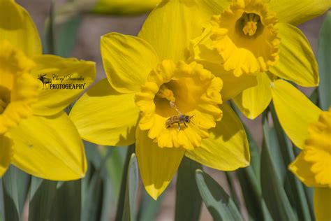 Guelph Arboretum • Cheryl Dumoulin Photography