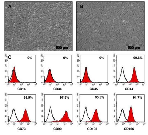 Morphology And Surface Marker Presentation Of Human Msc A C Human