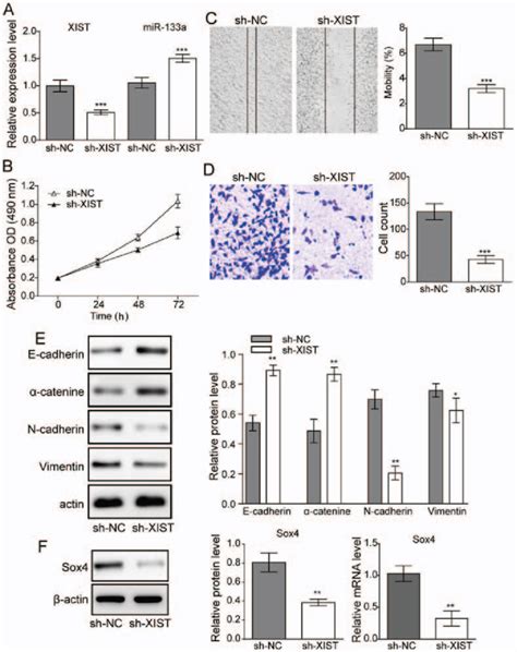 Effect Of Downregulation Of Xist On Glioma Cell Proliferation And