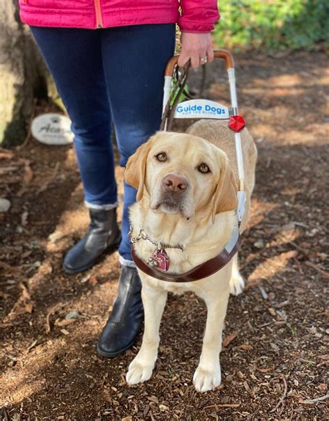 Guide Dogs For The Blind