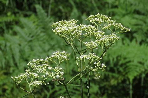 オトコエシ男郎花オミナエシに似るが白い花を咲かせて岩湧の森 手持ちのまっちゃんのほどらいこ日記 楽天ブログ