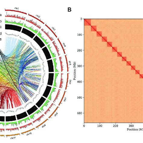 Genome Assembly Of P Vachelli A Characteristics Of 26 Chromosomes Download Scientific