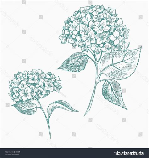 Hydrangea Line Drawing At Explore Collection Of