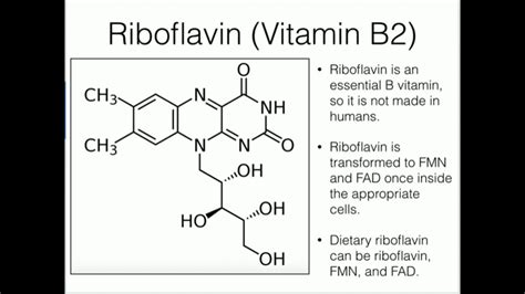 Riboflavin Metabolism And Absorption Youtube