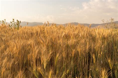 GCA And African Development Bank To Increase Wheat Production And