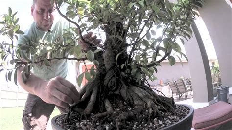 How To Bonsai Ficus Tree Update Youtube