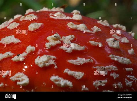 Walt Disney Mushroom Hi Res Stock Photography And Images Alamy