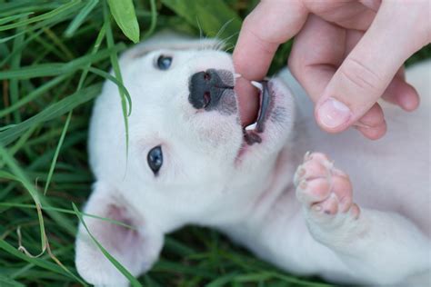Puppy Teeth Stages: What You Need to Know - Furry Babies Portage