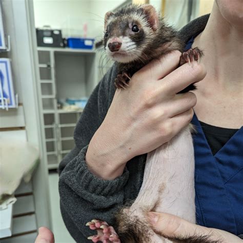 Adrenocortical Disease In Ferrets Lafebervet