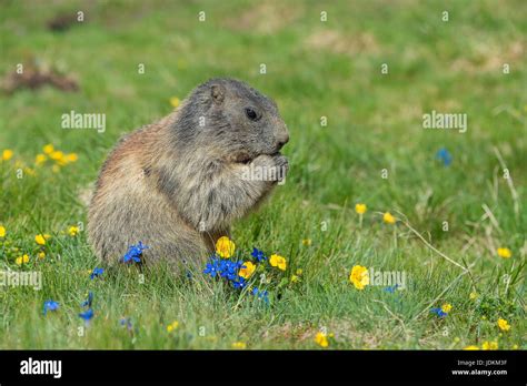 Murmeltier Alpenmurmeltier Marmota Marmota Stock Photo Alamy