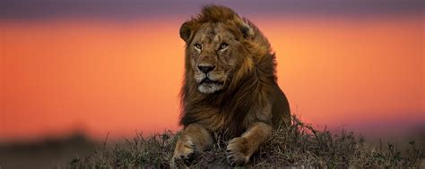 African Sunset Lion