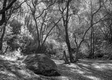 Fotos Gratis Rbol Naturaleza Bosque Desierto Rama Invierno En