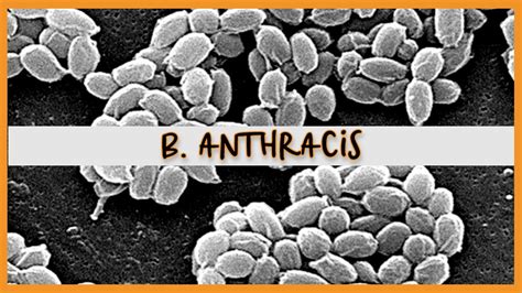 Bacillus Anthracis Youtube