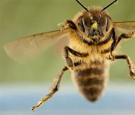 Flight of the honey bee | Bee, Bee keeping, Honey bee