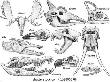 Animal Skull Drawing