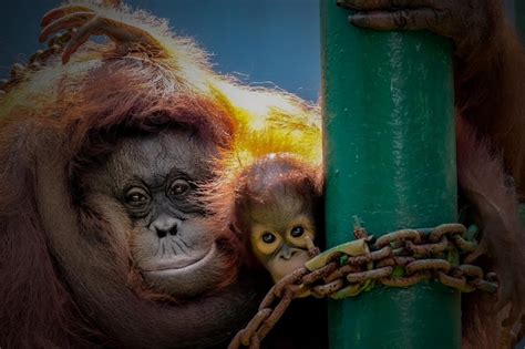 Premium Photo | Bornean orangutan and baby