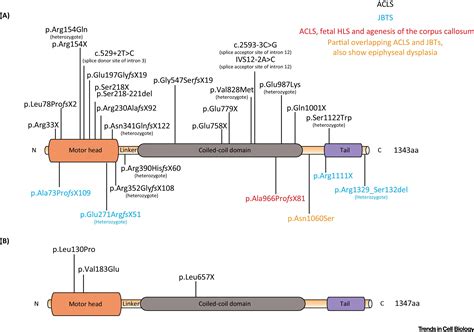 Microtubule Motors Drive Hedgehog Signaling In Primary Cilia Trends In